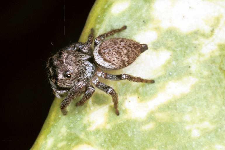 Euryattus_bleekeri_F0769_Z_85_Palmerstone park_Australie.jpg